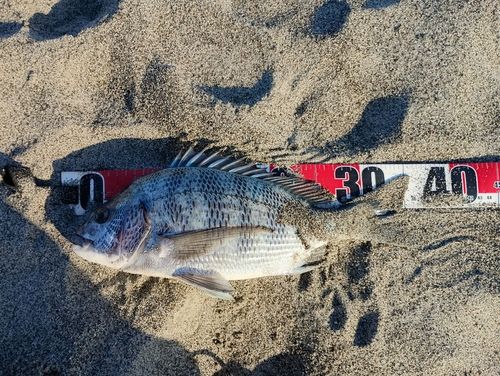 クロダイの釣果