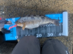 アイナメの釣果