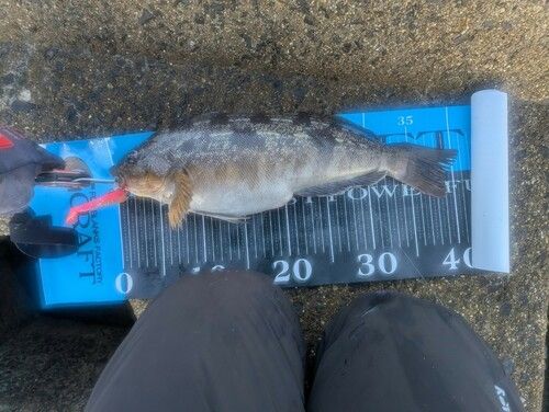 アイナメの釣果