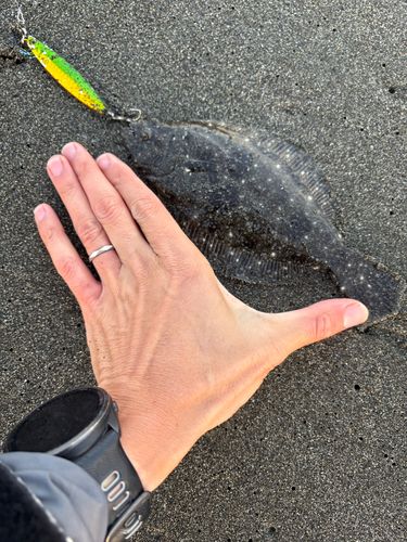 ヒラメの釣果