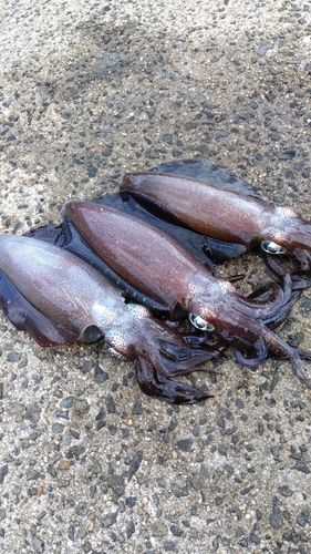 アオリイカの釣果