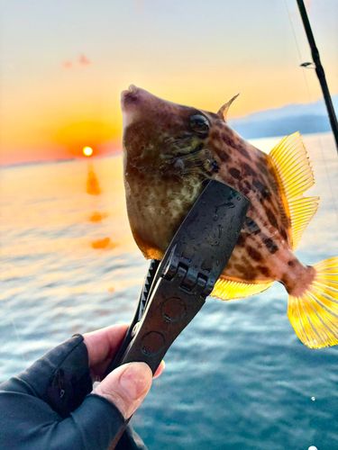 カワハギの釣果