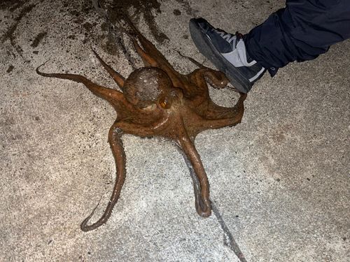 タコの釣果