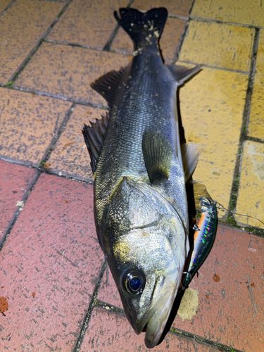 シーバスの釣果