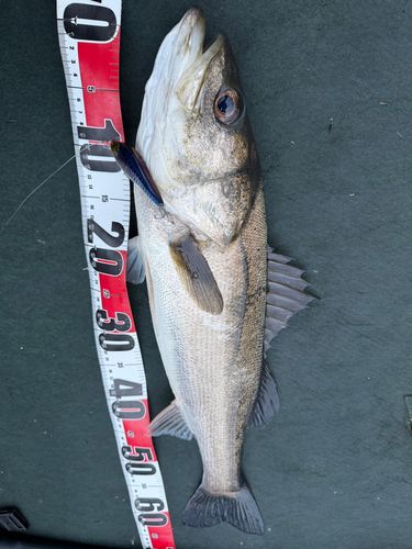 東京湾（アクアライン〜富津）