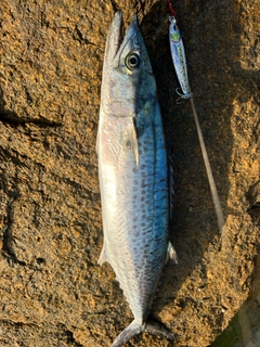 サゴシの釣果