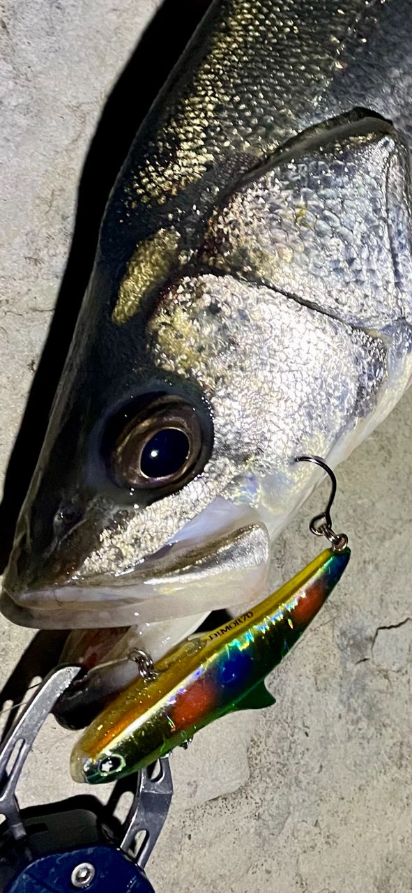 DAIWA 21オーバーゼア AGS 109ML／Mの最安値・インプレ・釣果 | 本音の