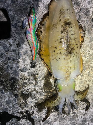 アオリイカの釣果