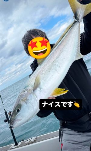 ヒラマサの釣果