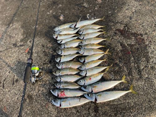 アジの釣果