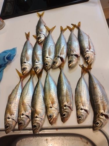 アジの釣果