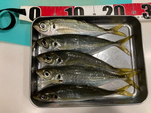 アジの釣果