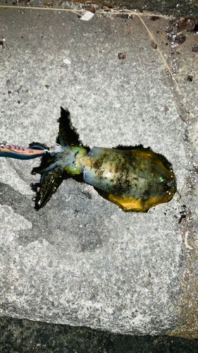アオリイカの釣果