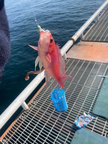 鴨池海づり公園