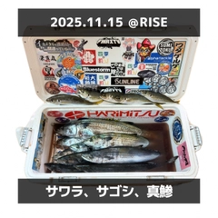 サゴシの釣果