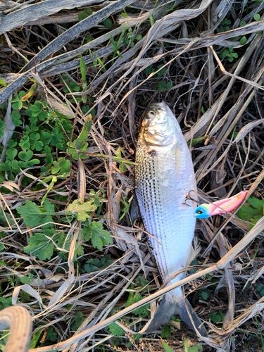 コノシロの釣果