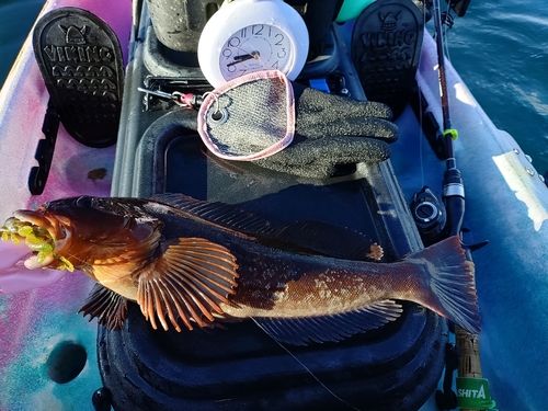 アイナメの釣果