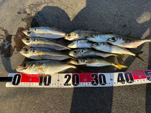 マアジの釣果
