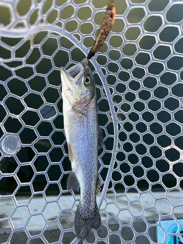 ニジマスの釣果