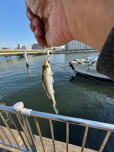 セイゴ（ヒラスズキ）の釣果