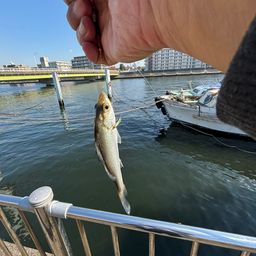 セイゴ（ヒラスズキ）