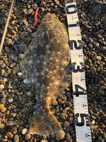 ヒラメの釣果
