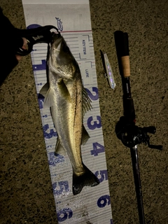 シーバスの釣果