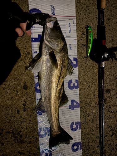 シーバスの釣果