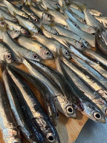 若洲海浜公園海釣り施設