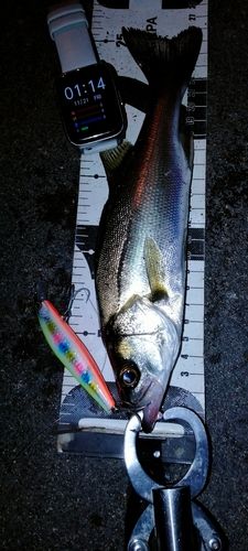 セイゴ（マルスズキ）の釣果