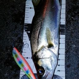 セイゴ（マルスズキ）