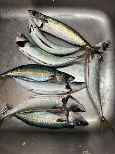 サバの釣果