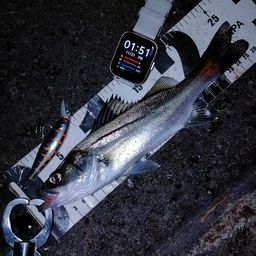 セイゴ（マルスズキ）