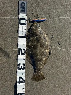 ヒラメの釣果