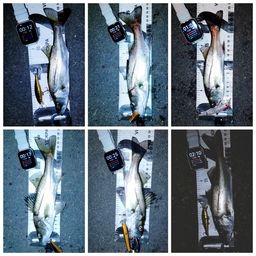 セイゴ（マルスズキ）