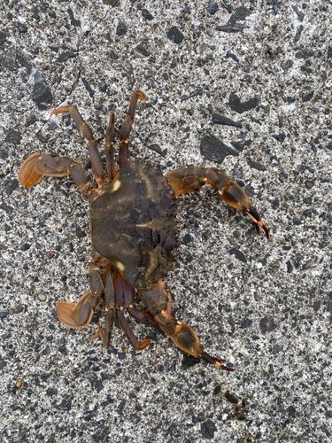 カニの釣果
