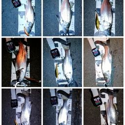 セイゴ（ヒラスズキ）