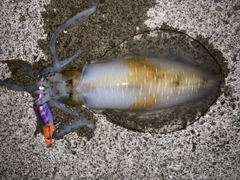 アオリイカの釣果