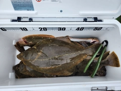 イシガレイの釣果