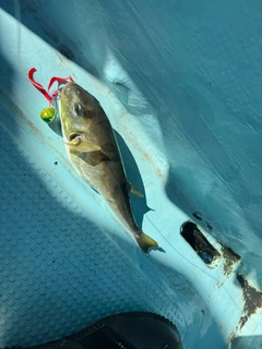 シロサバフグの釣果