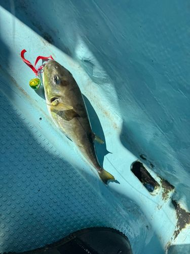 シロサバフグの釣果