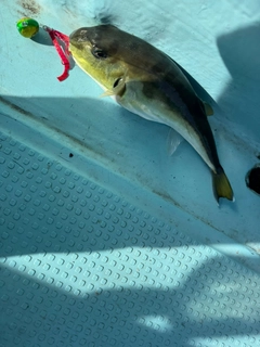 シロサバフグの釣果