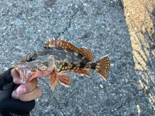 カサゴの釣果