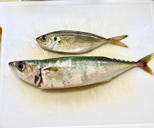 東京湾（アクアライン〜富津）