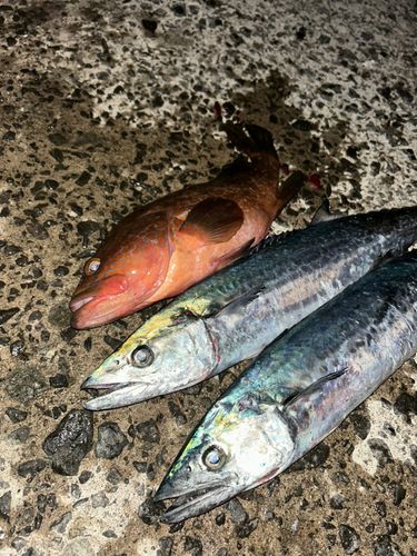 キジハタの釣果