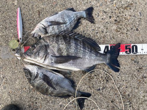 クロダイの釣果