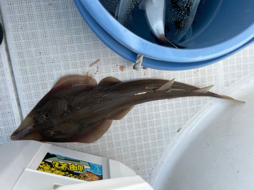 エイの釣果