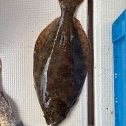 ヒラメ