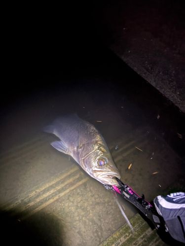 ヒラスズキの釣果