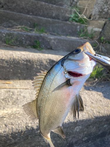 セイゴ（マルスズキ）の釣果